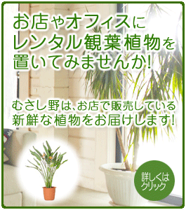 埼玉県の観葉植物レンタル、グリーンレンタル、花や緑のリース、貸し植木ならむさし野にお任せください。
